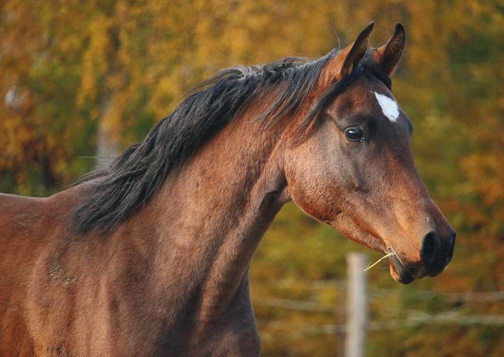 Tierpostkarte Pferde PPK-22