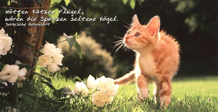 XXL-CARDS Allgemein 9981